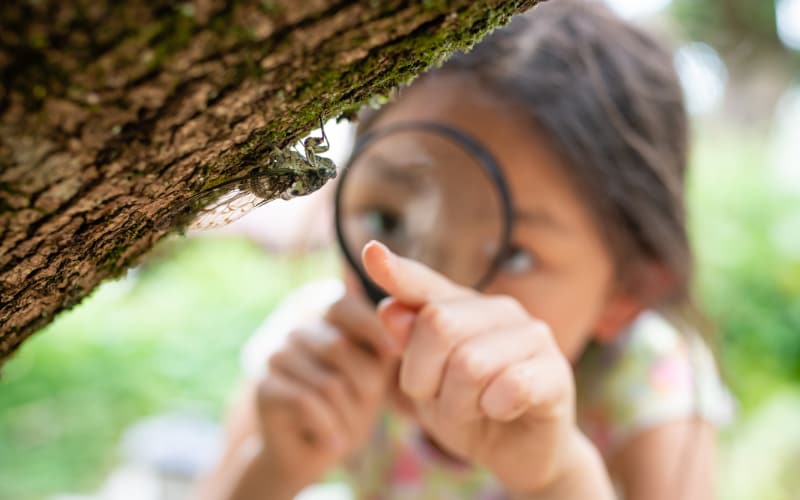 A girl uses her magnifying glass to inspect an insect on a tree branch